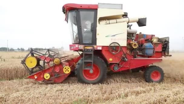 中国北方的收获者在田里收割小麦 — 图库视频影像