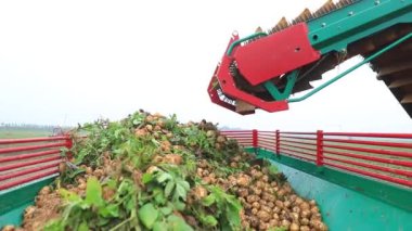 Çiftçiler Kuzey Çin 'deki tarlalarda patates toplamak için tarımsal makineler kullanıyorlar.