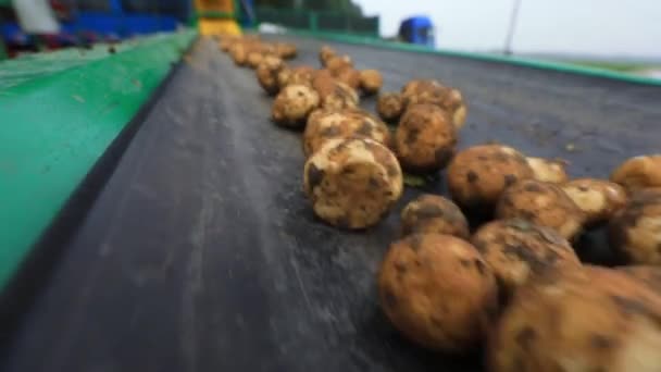 马铃薯在传送带上 在中国北方的农场上 — 图库视频影像