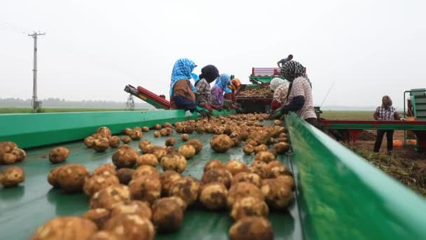 Patatesler Taşıma Bandında Çiftlikte Kuzey Çin — Stok video