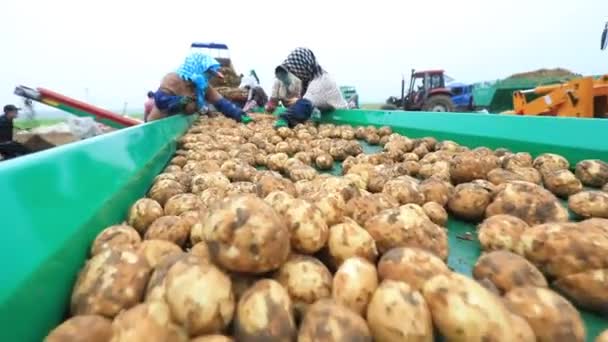 Πατάτες Είναι Στον Ιμάντα Μεταφοράς Στο Αγρόκτημα Βόρεια Κίνα — Αρχείο Βίντεο