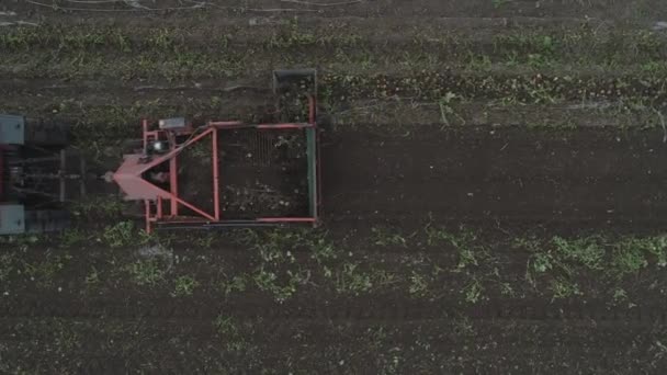 Bauern Nutzen Landwirtschaftliche Maschinen Kartoffeln Auf Dem Feld Ernten Luftbild — Stockvideo