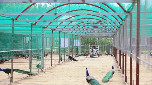 Luannan County Hebeiprovinsen Kina Juli 2020 Arbetare Städar Upp Påfågelfarm — Stockvideo