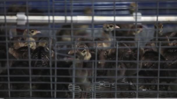 Yeni Doğan Tavus Kuşu Sabit Sıcaklık Odasında Kuzey Çin — Stok video