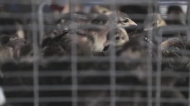 这只新出生的孔雀在中国北方恒温室里 — 图库视频影像
