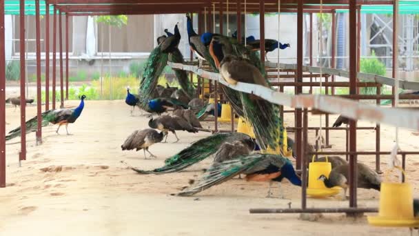Peacocks Farms North China — Stock Video