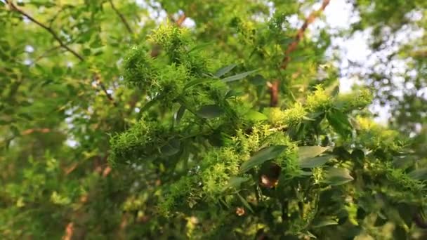 Drzewa Jujube Zakażone Szaloną Chorobą Jujube Północne Chiny — Wideo stockowe
