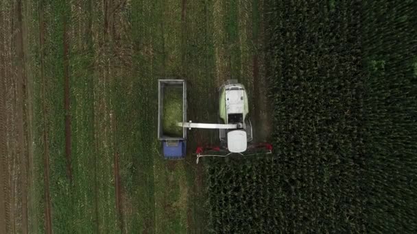 フィールドで緑のトウモロコシを収穫するハーベスター 北中国 — ストック動画
