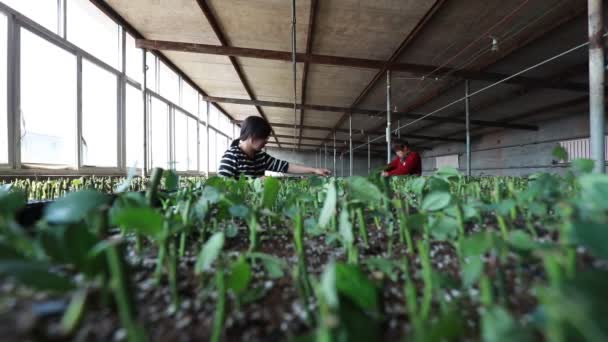 Luannan County Επαρχία Hebei Κίνα Σεπτεμβρίου 2020 Γυναίκες Κηπουροί Κόβουν — Αρχείο Βίντεο