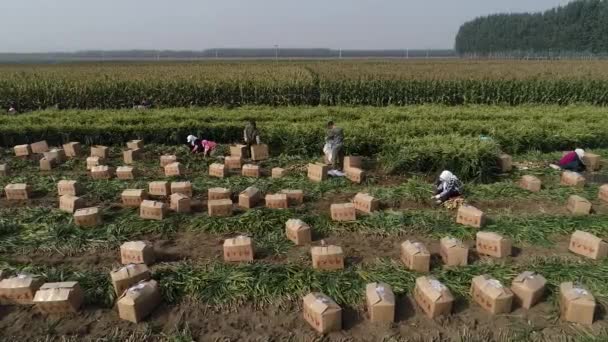 Αγρότες Χρησιμοποιούν Γεωργικά Μηχανήματα Για Συγκομιδή Τζίντζερ Ένα Αγρόκτημα Στη — Αρχείο Βίντεο