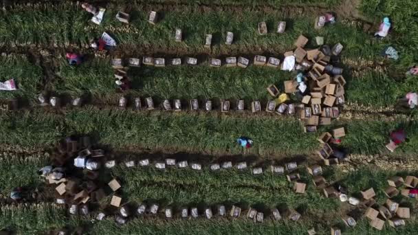 農家は農業機械を使って 中国北部の農場で生姜を収穫している — ストック動画