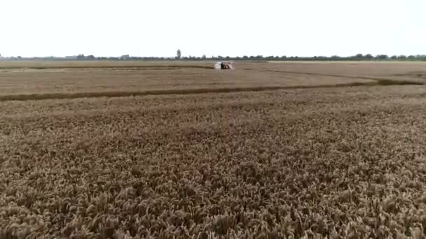 Sklízeč Sklízí Rýži Poli Severní Čína — Stock video