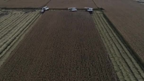 Hasatçı Kuzey Çin Deki Tarlada Pirinç Topluyor — Stok video