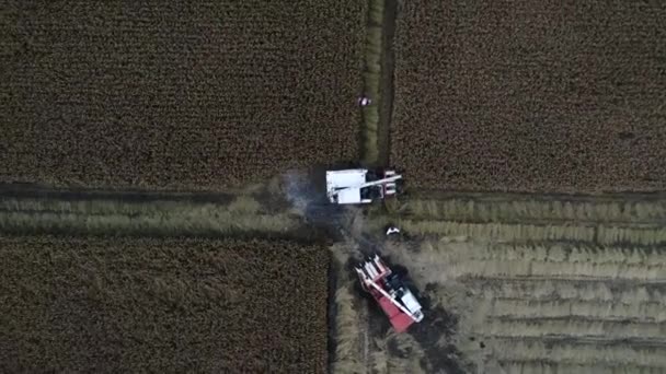 Θεριστής Μαζεύει Ρύζι Στο Χωράφι Στη Βόρεια Κίνα — Αρχείο Βίντεο
