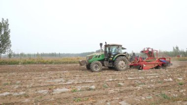 Çiftçiler taro hasat etmek için tarımsal makineler kullanıyorlar, Kuzey Çin 'de.