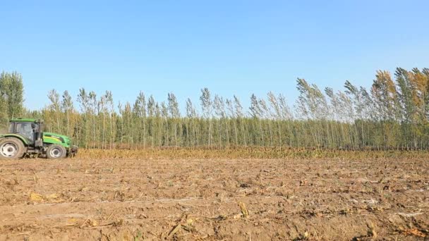 農家は農業機械を使用して農場 北中国でタロを収穫する — ストック動画