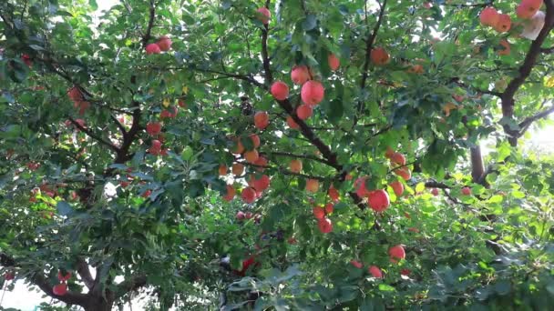 中国四川绵奈市 2020年10月26日 中国河北省绵奈市绵奈市一个果园的农民正在收获红富士苹果 — 图库视频影像