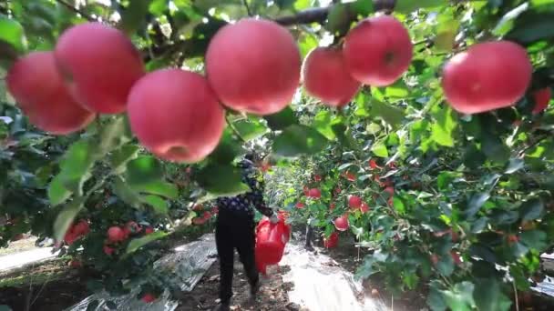 Państwo Luannskie Chiny Października 2020 Rolnicy Zbierają Czerwone Jabłka Fuji — Wideo stockowe