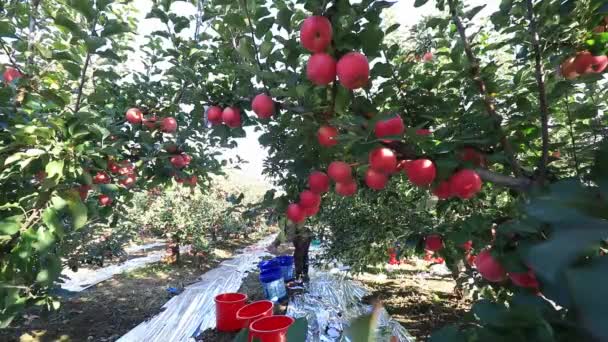 Condado Luannan China Octubre 2020 Los Agricultores Están Cosechando Manzanas — Vídeos de Stock