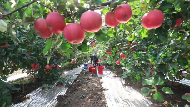 Condado Luannan China Octubre 2020 Los Agricultores Están Cosechando Manzanas — Vídeos de Stock