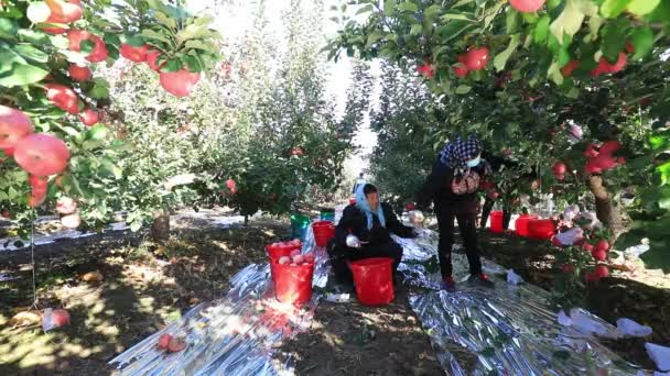 Luannan County Κίνα Οκτωβρίου 2020 Αγρότες Συλλέγουν Κόκκινα Μήλα Fuji — Αρχείο Βίντεο
