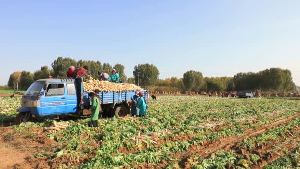 Comté Luannan Province Hebei Chine Novembre 2020 Les Agriculteurs Récoltent — Video