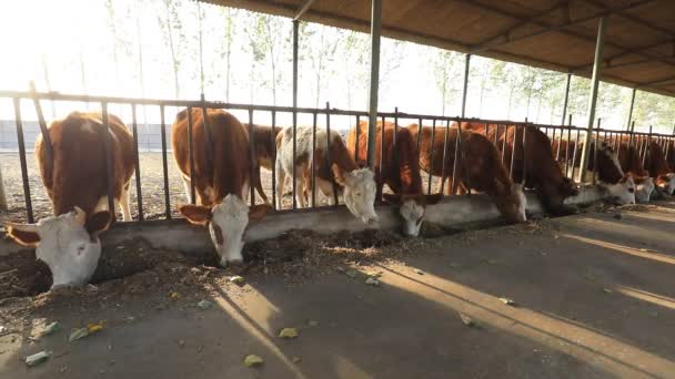在中国北方的农场 牛正在吃草 — 图库视频影像