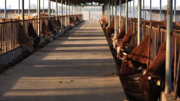 Sığır Eti Çiftlikte Kuzey Çin Yiyor — Stok video