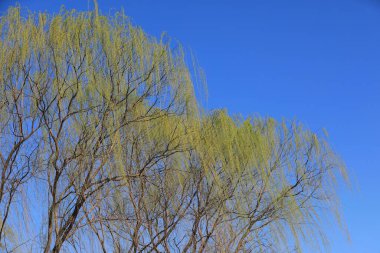 Mavi gökyüzünün arka planında söğüt örtüsü