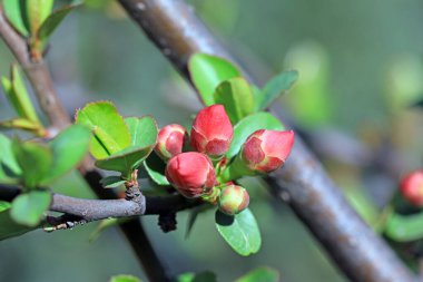Japon Begonya çiçekleri parkta