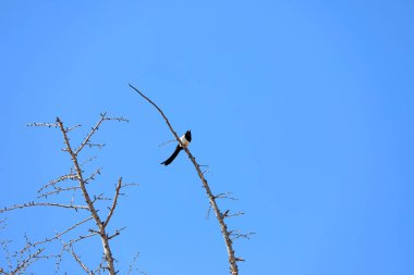 Ginkgo 'daki saksağanlar mavi gökyüzüne karşı dallanır