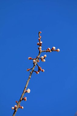 Mavi gökyüzünün arka planında kayısı çiçekleri