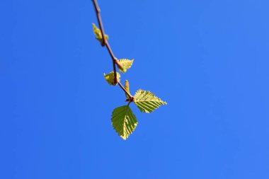 Mavi gökyüzünün arka planında karaağaç yaprakları