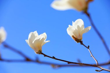 Çiçeklerin manolya mikro fotoğrafları