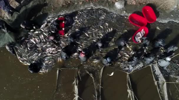 Arbeiders Oogsten Allerlei Gekweekte Vis Visvijver Voldoen Aan Marktvraag Van — Stockvideo