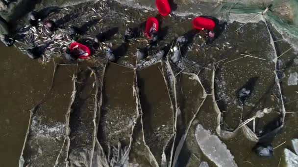 Arbetarna Skördar Allehanda Odlad Fisk Fiskdammen För Att Möta Efterfrågan — Stockvideo