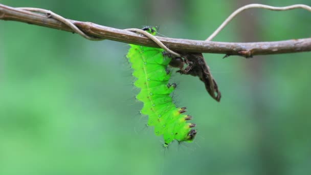 야생에서 가지에 Silkworm — 비디오