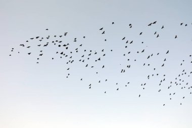 Mavi gökyüzünde süzülen kargalar, Kuzey Çin