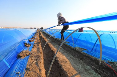 LUANNAN COUNTY, Hebei Eyaleti, Çin - 2 Nisan 2020: Çiftçiler tarlalarda zencefili mor plastik filmle kaplıyorlar