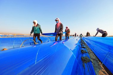 LUANNAN COUNTY, Hebei Eyaleti, Çin - 2 Nisan 2020: Çiftçiler tarlalarda zencefili mor plastik filmle kaplıyorlar