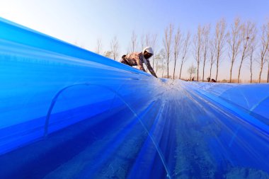 LUANNAN COUNTY, Hebei Eyaleti, Çin - 2 Nisan 2020: Çiftçiler tarlalarda zencefili mor plastik filmle kaplıyorlar