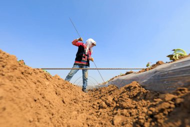 LUANNAN COUNTY, Hebei Eyaleti, Çin - 2 Nisan 2020: Çiftçiler tatlı patates fideleri ekmek için bambu kemerleri kuruyorlar.