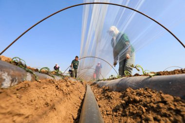 LUANNAN COUNTY, Hebei Eyaleti, Çin - 2 Nisan 2020: Çiftçiler patates tohumlarını sıcak ve nemli tutmak ve bitkilerin büyümesini teşvik etmek için plastik filmle kaplarlar.