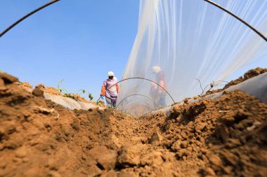 LUANNAN COUNTY, Hebei Eyaleti, Çin - 2 Nisan 2020: Çiftçiler patates tohumlarını sıcak ve nemli tutmak ve bitkilerin büyümesini teşvik etmek için plastik filmle kaplarlar.