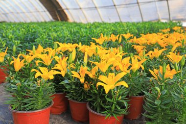 Serada güzel zambaklar