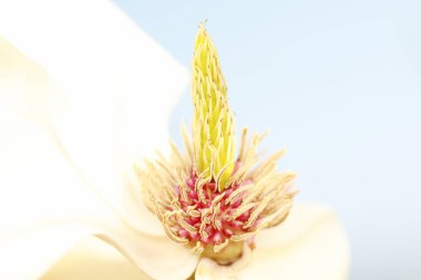 Magnolia ekolojik makro fotoğraf, Kuzey Çin
