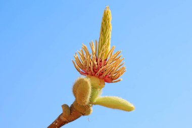 Magnolia ekolojik makro fotoğraf, Kuzey Çin