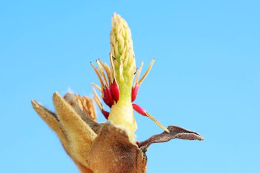 Magnolia ekolojik makro fotoğraf, Kuzey Çin