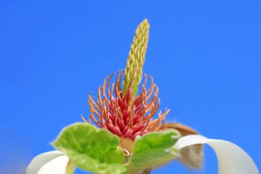 Magnolia ekolojik makro fotoğraf, Kuzey Çin