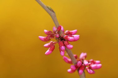 Doğada güzel mor çiçekler, Kuzey Çin